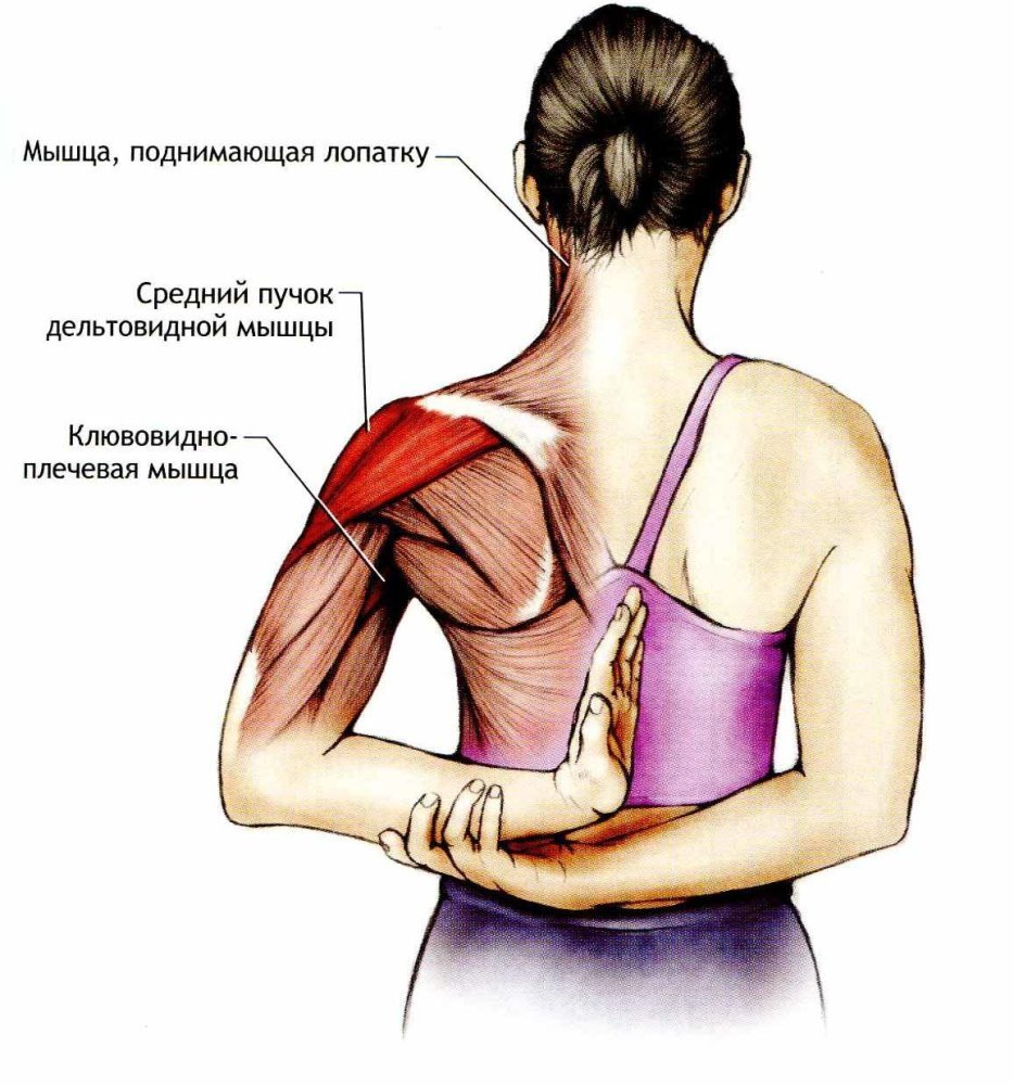 Грудино-ключично-сосцевидная мышца