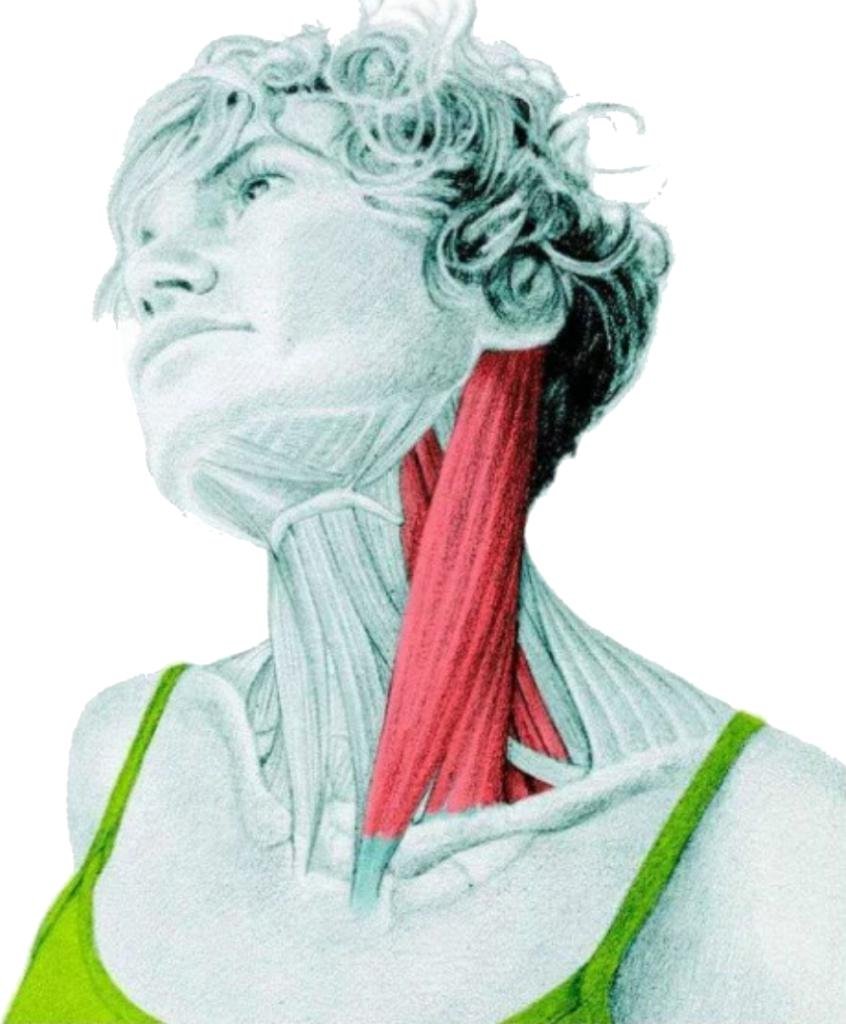 Грудино-ключично-сосцевидная мышца анатомия