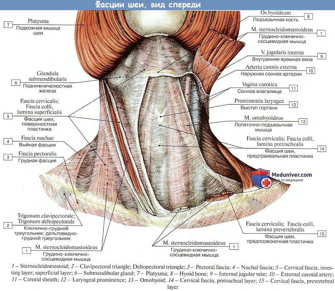 Мышцы и фасции шеи анатомия