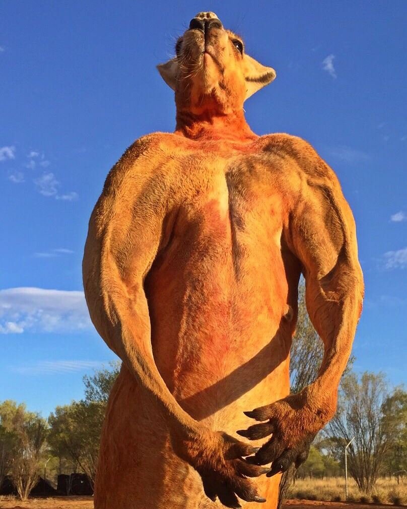 Женщина кенгуру