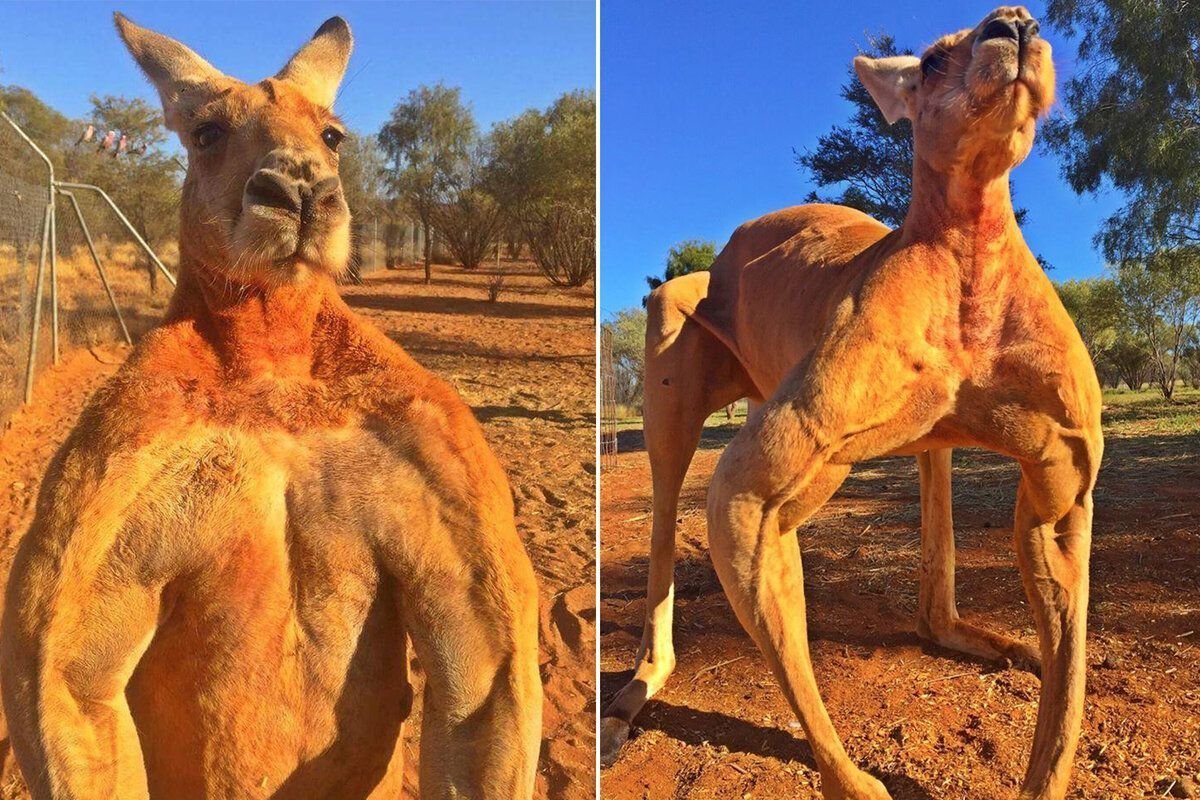 Мускулистый кенгуру Роджер из Австралии