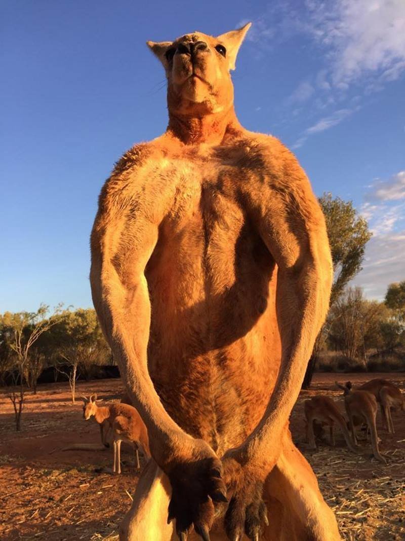 Самый мускулистый кенгуру Роджер