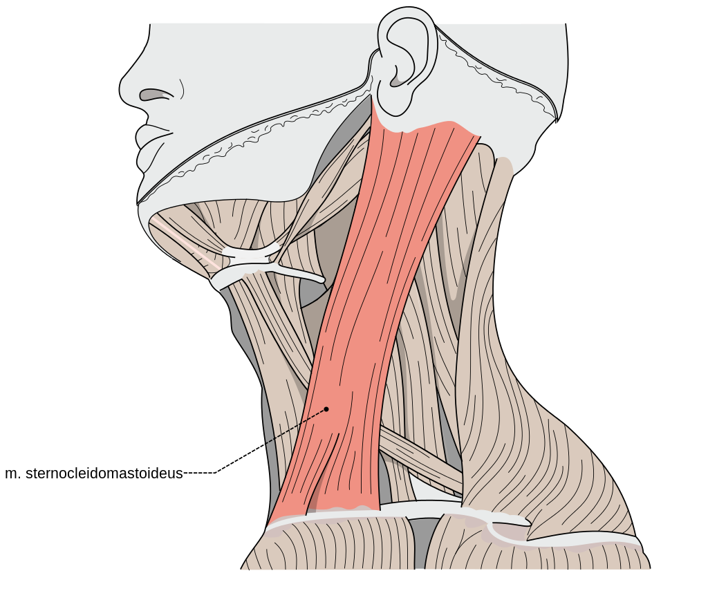 Мышцы шеи вид спереди анатомия