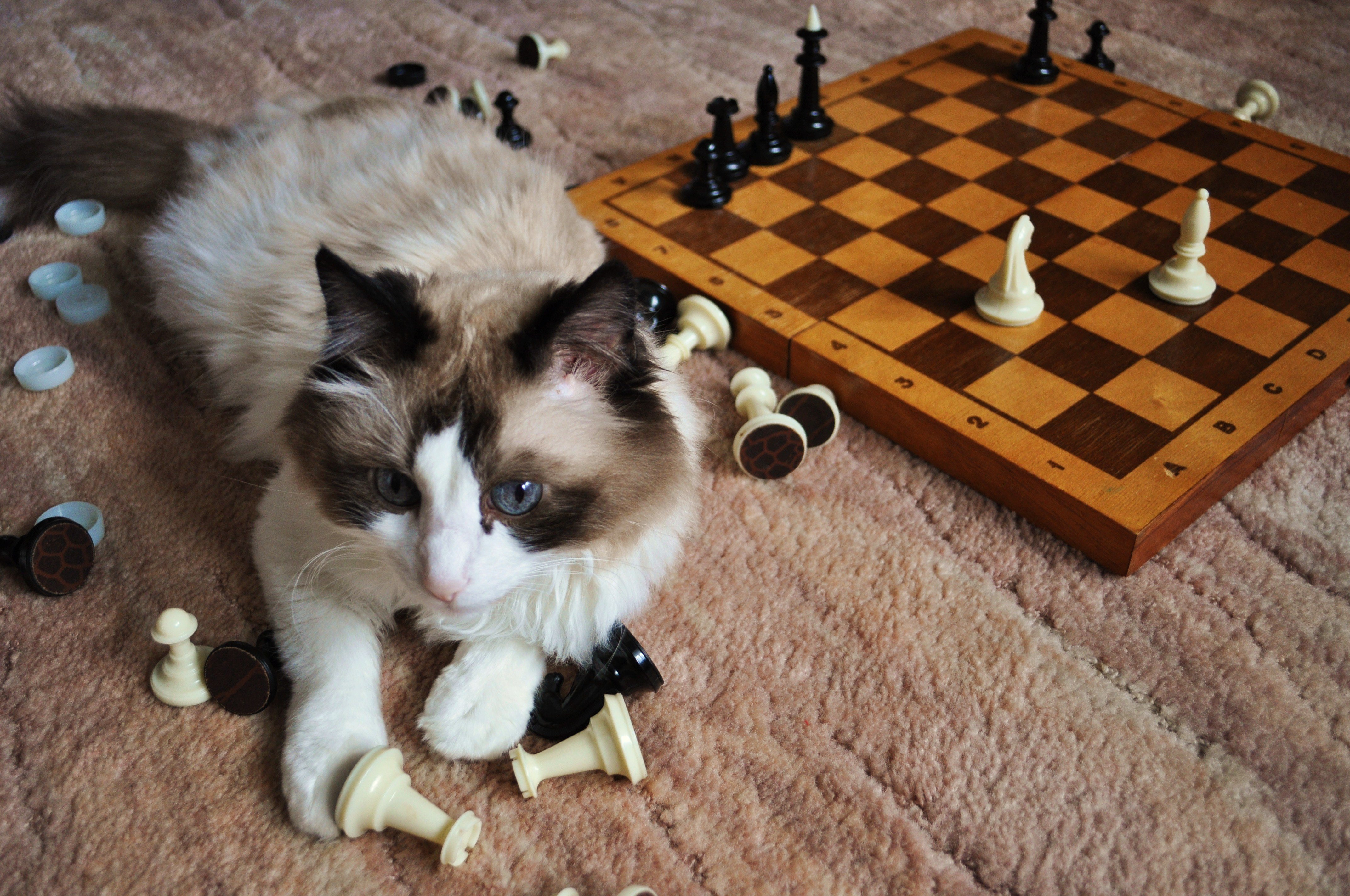 Веселые котята играть. Шахматы кошки. Котенок и шахматы. Коты шахматисты. Шахматный кот.