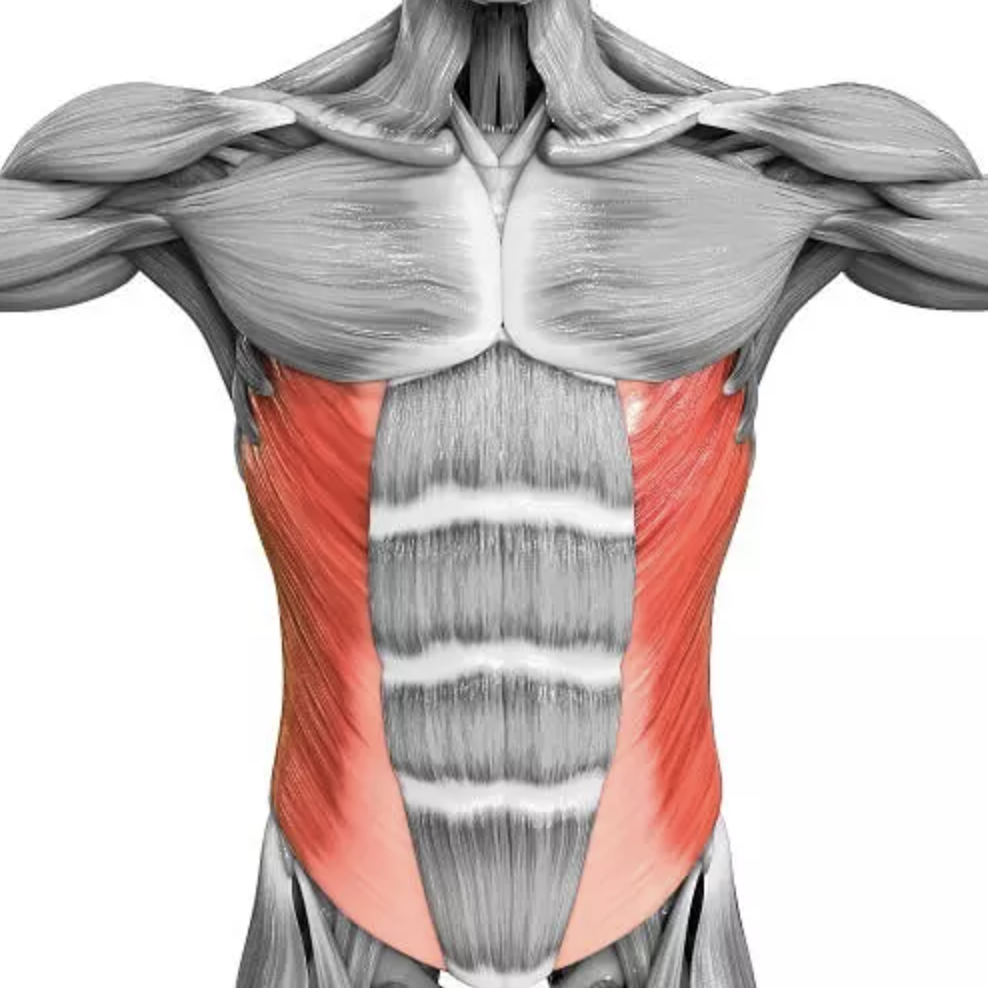 Мышцы живота анатомия диастаз