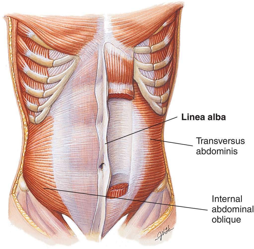 Мышцы живота анатомия диастаз