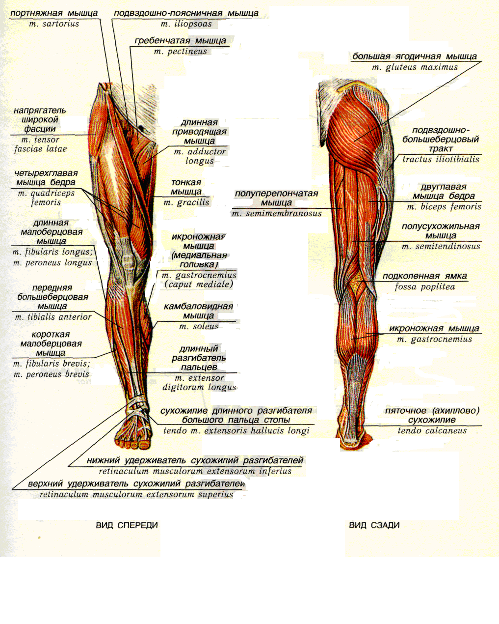 расположение мышц на ногах женщины спереди фото