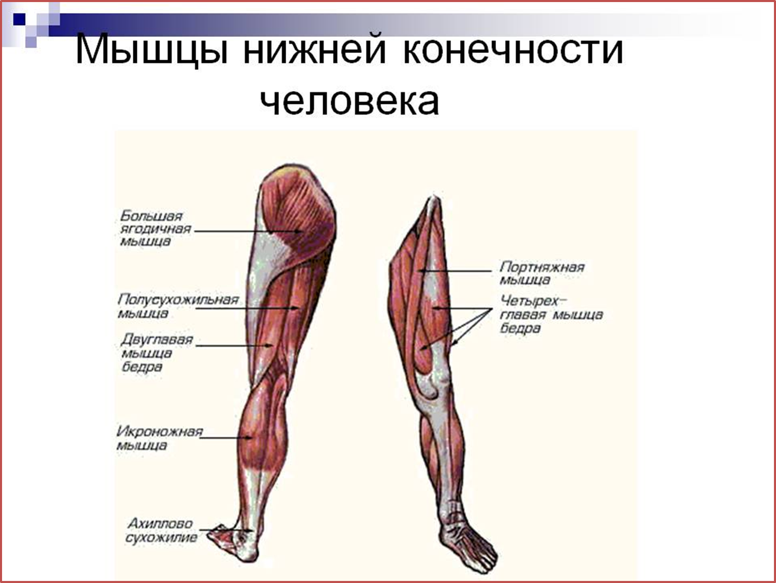 Название мышц костей. Основные мышцы нижних конечностей. Анатомия человека мышцы мышцы нижней конечности.