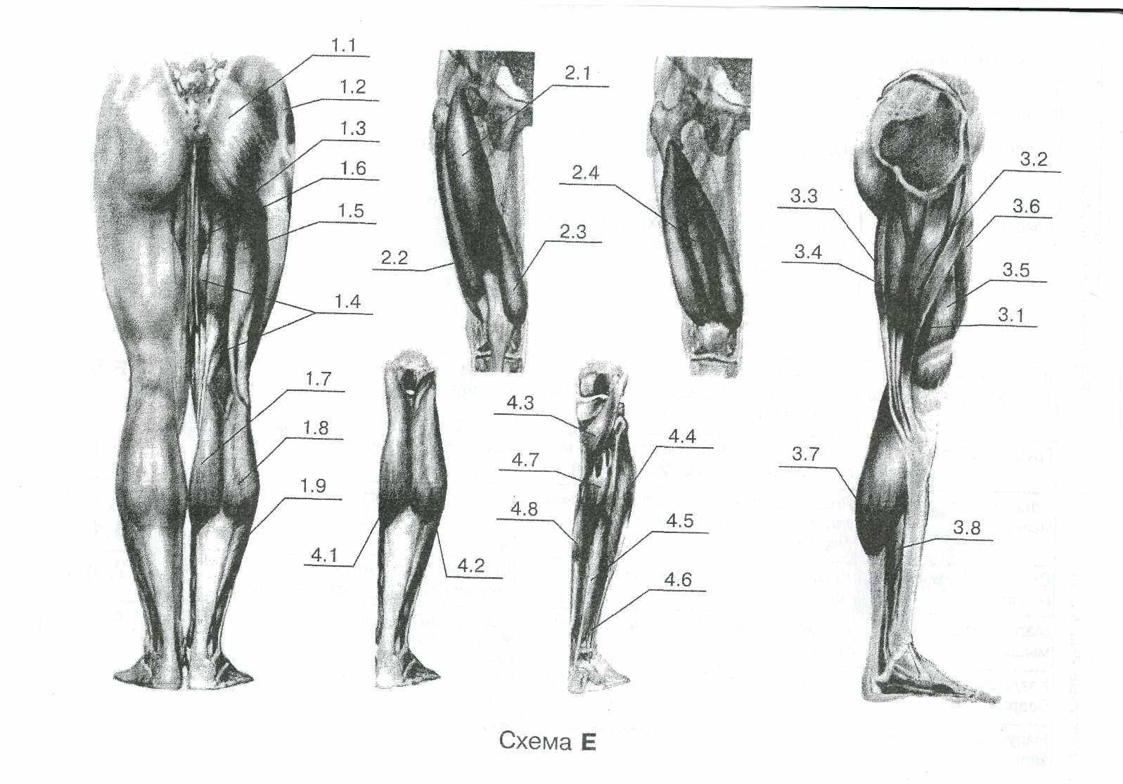 Мышцы нижних конечностей стопы. Мышцы и фасции нижней конечности анатомия. Анатомия мышцы и кости нижней конечности. Анатомия мышц и костей нижней конечности человека. Мышцы нижних конечностей кт анатомия.