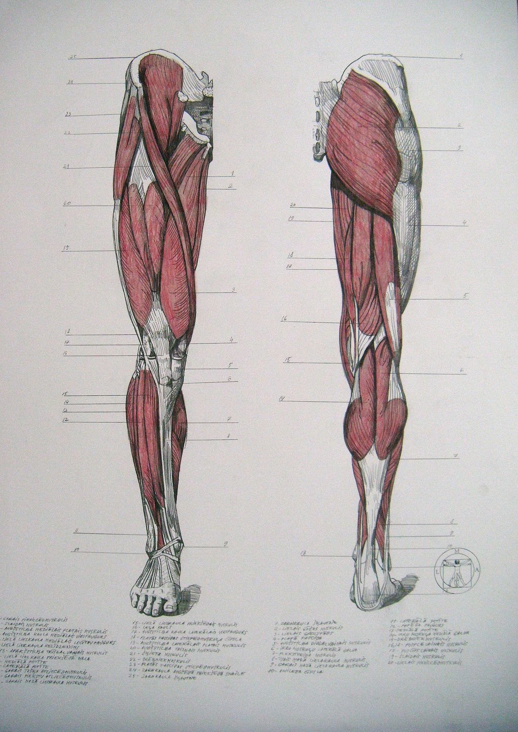 Мышцы ноги человека спереди
