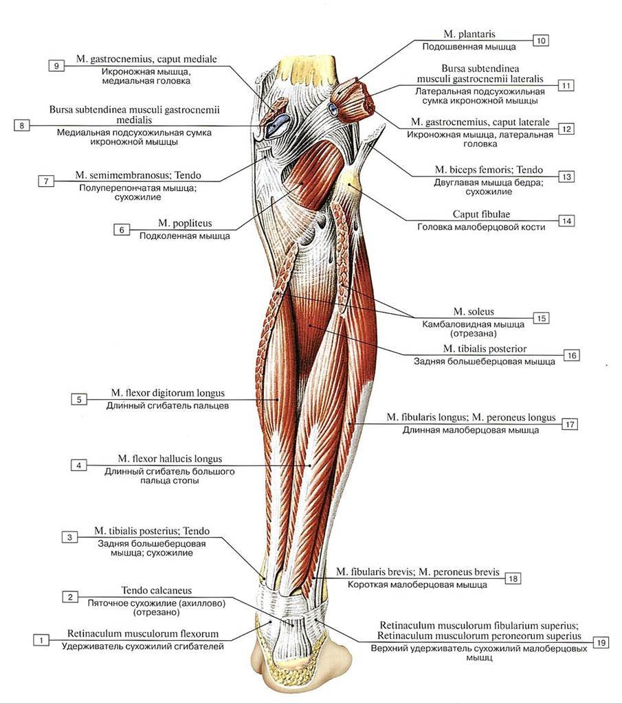 Мышцы голени задняя группа глубокий слой