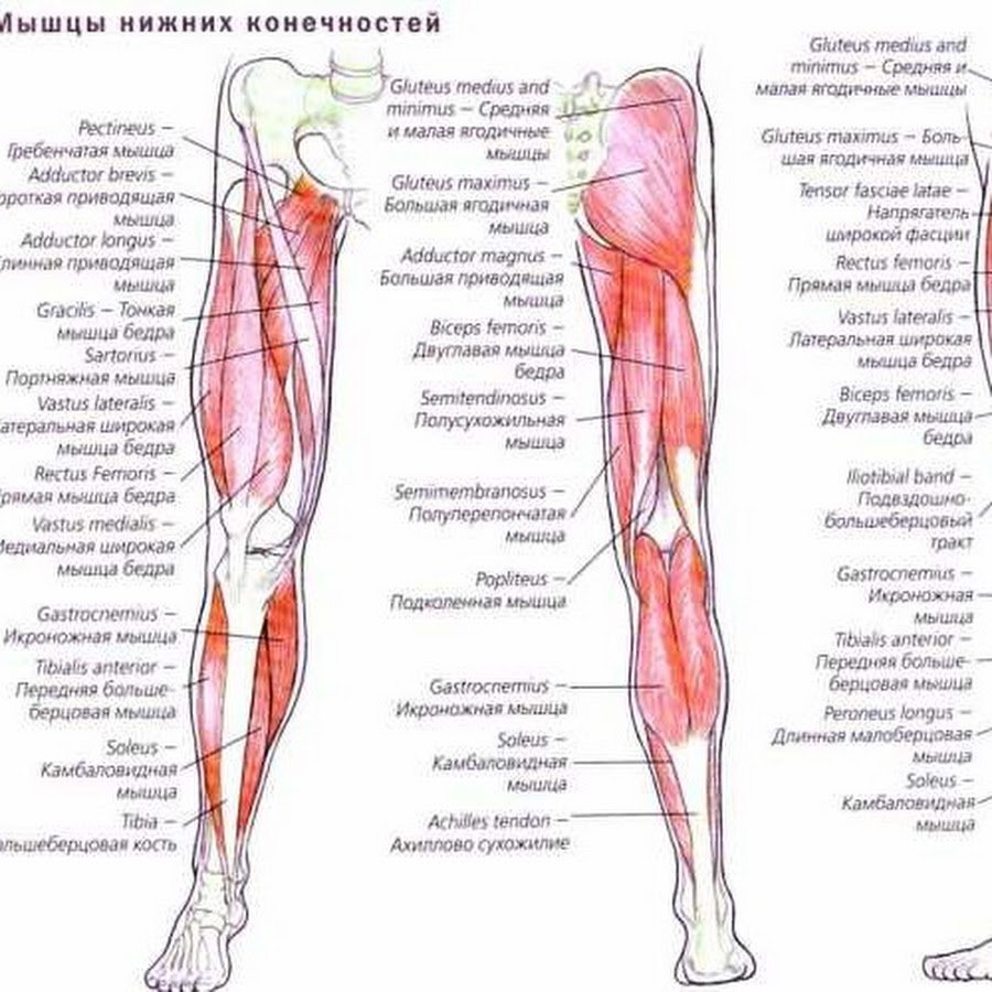 Мышцы нижней конечности вид сбоку