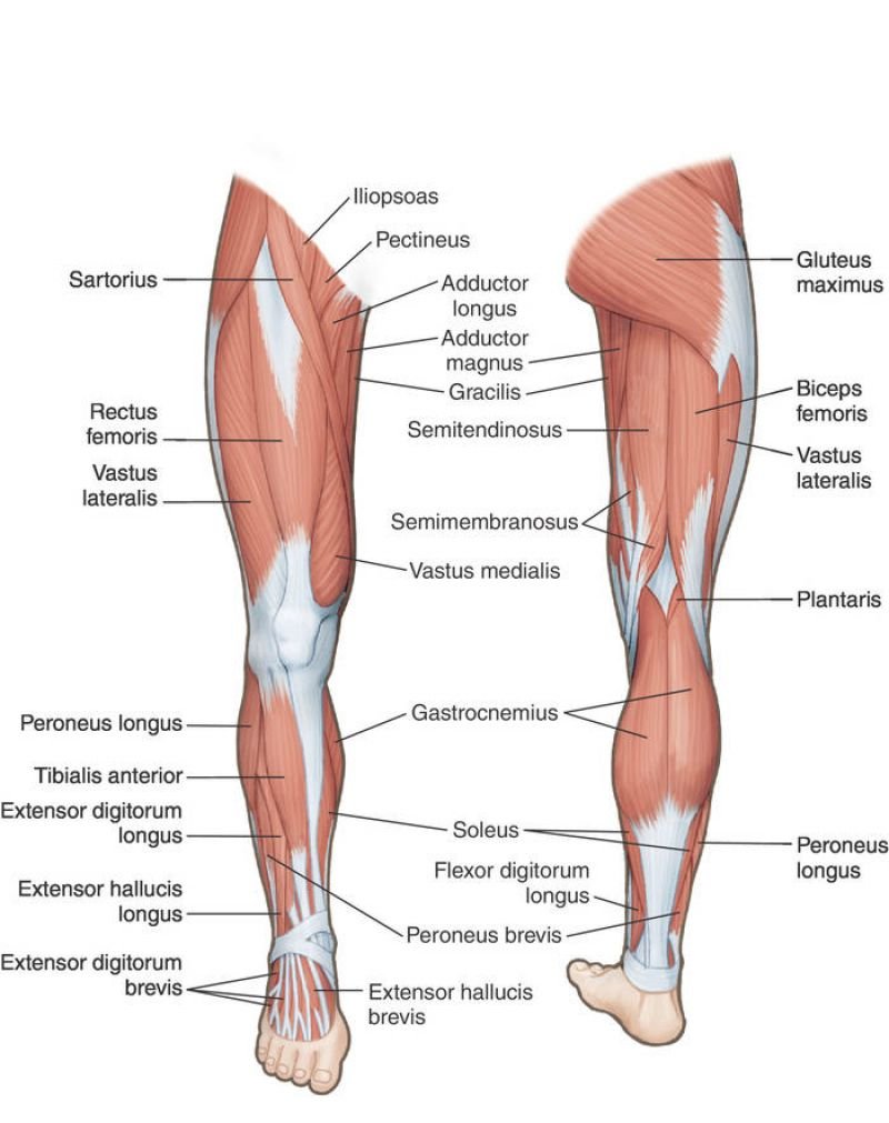 Мышечное строение ноги человека