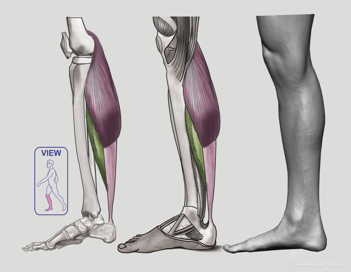 Левой нижней конечности. Анатомия ноги. Мышцы ног. Ноги анатомия для скульпторов. Мышцы ног анатомия.