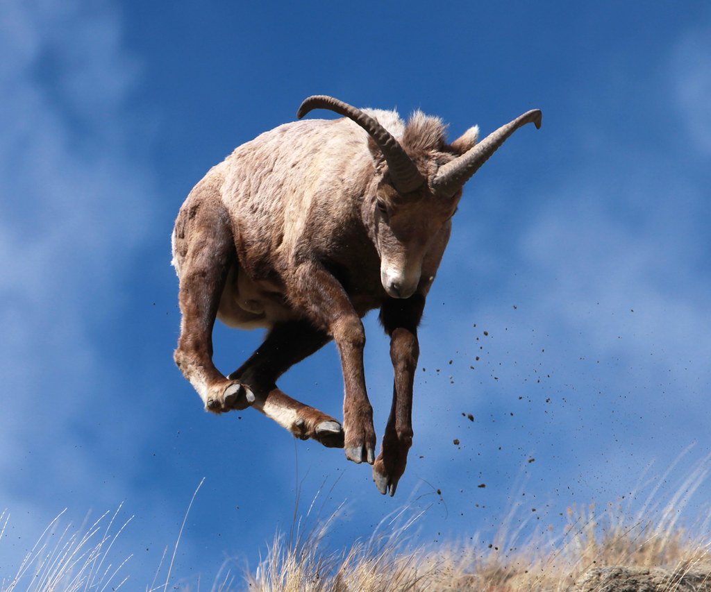 Летающая коза