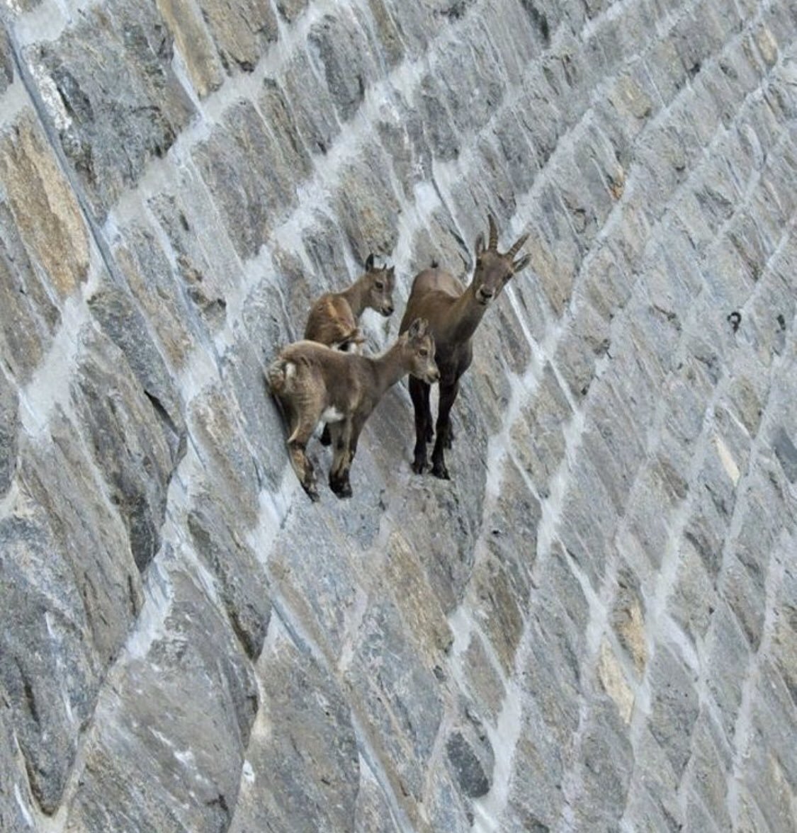 Горные козлы прыгают по скалам