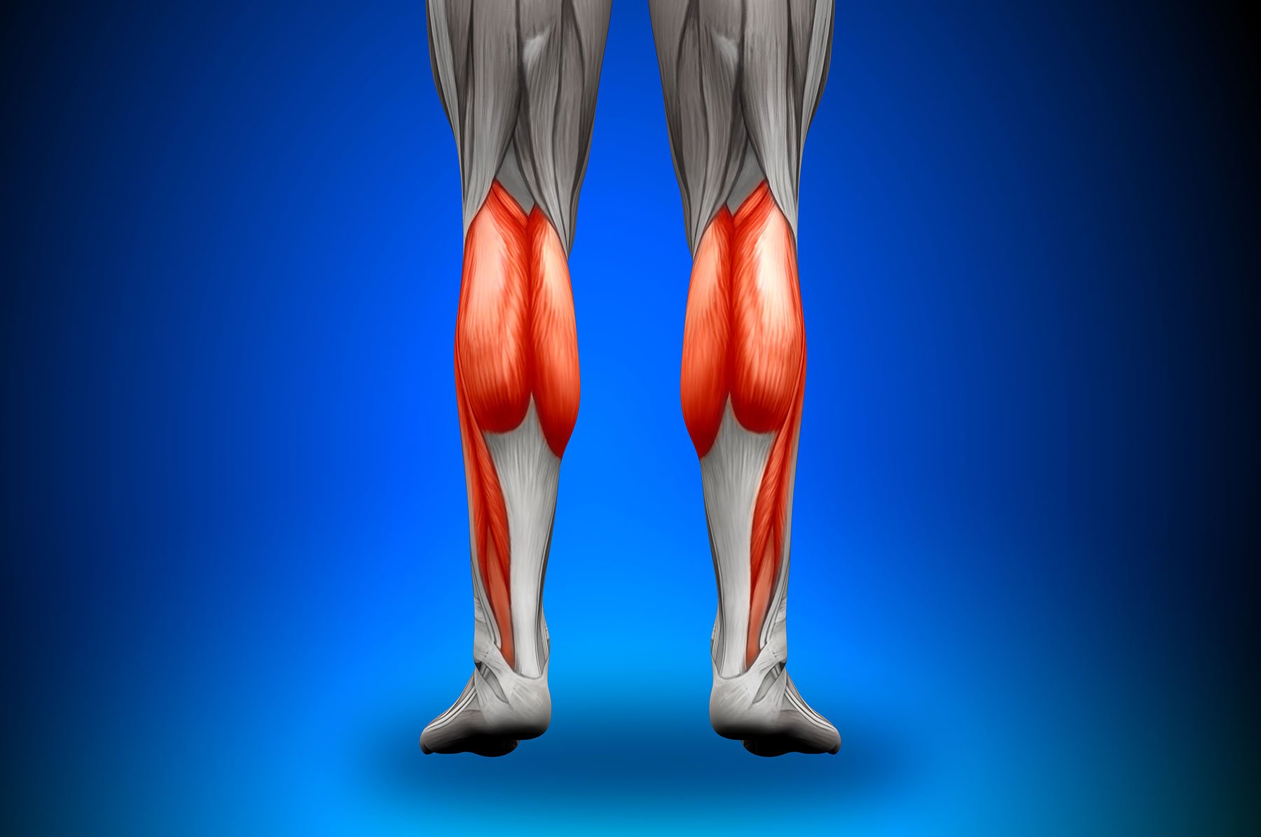 Икроножная мышца какая ткань. Мышцы голени камбаловидная мышца. Медиальная головка икроножной мышцы анатомия. Камбаловидная мышца анатомия. Мышцы икры ног анатомия.