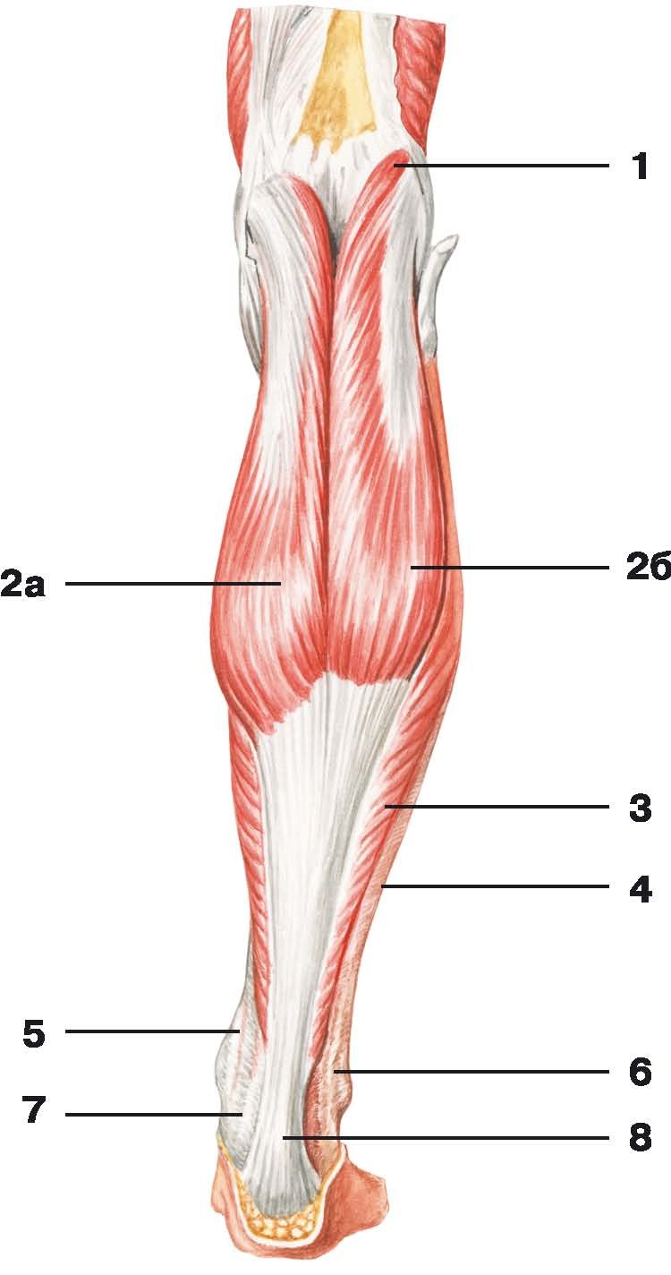 Мышцы нижних конечностей стопы. Икроножная мышца анатомия. Мышцы медиальной поверхности голени. Анатомия икроножной мышцы человека.