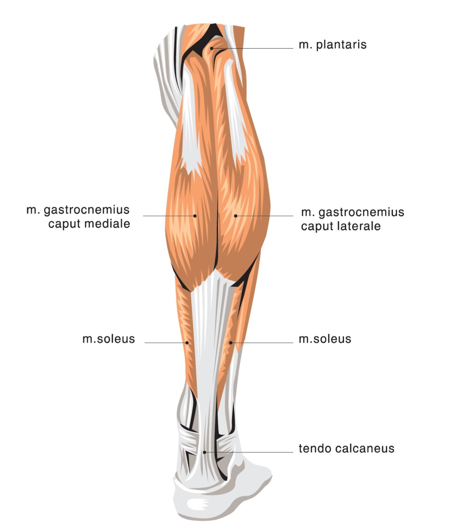 Икроножная мышца какая ткань. Triceps surae мышца. Икроножная мышца голени. Soleus мышца голени. Мышцы икры анатомия.