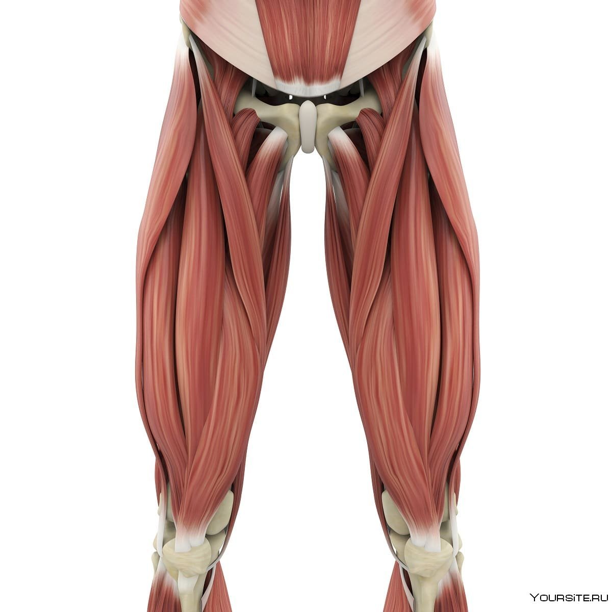 Анатомия бедра мышцы и сухожилия