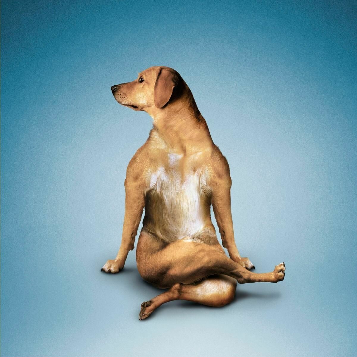 Собака йога