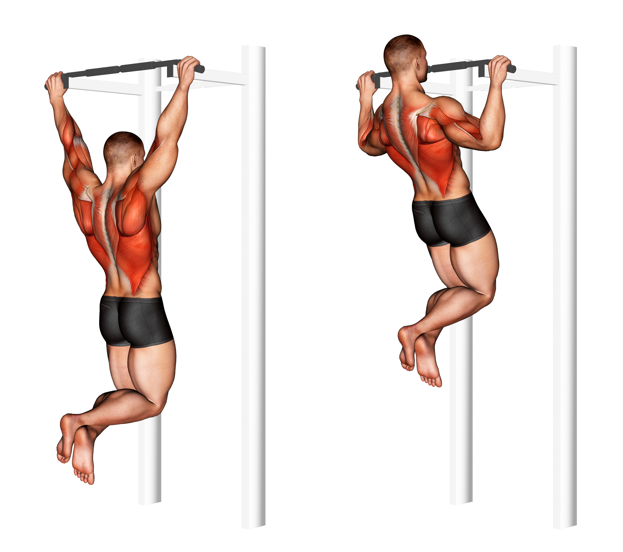 Вертикальная тяга параллельно. Подтягивания широким хватом мышцы. Подтягивания супинированным хватом. Мышцы задействованные при подтягивании широким хватом. Мышцы при подтягивании широким хватом.