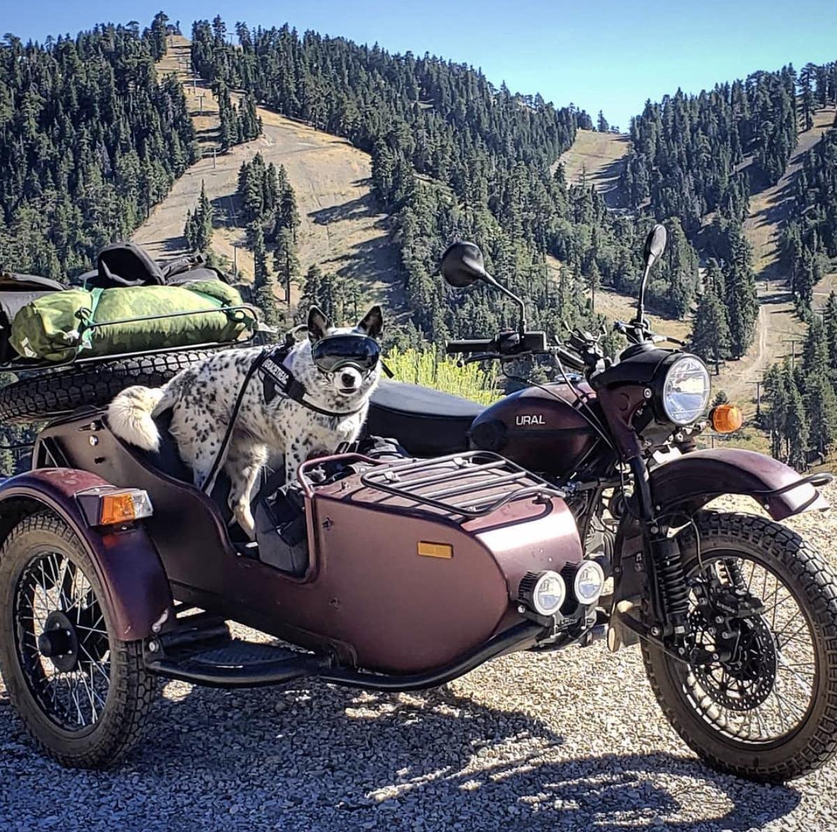 Переноска для собак на мотоцикл