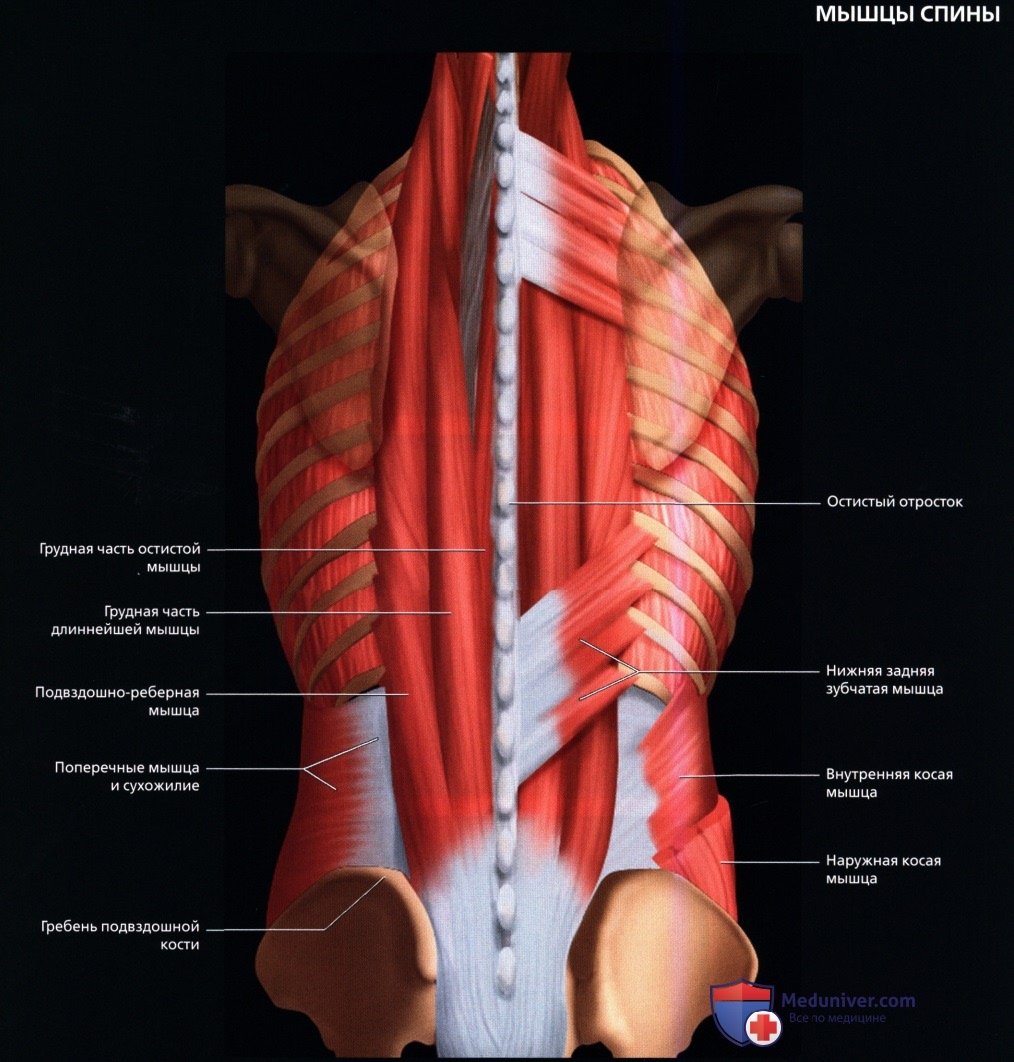 Мышца выпрямляющая позвоночник анатомия