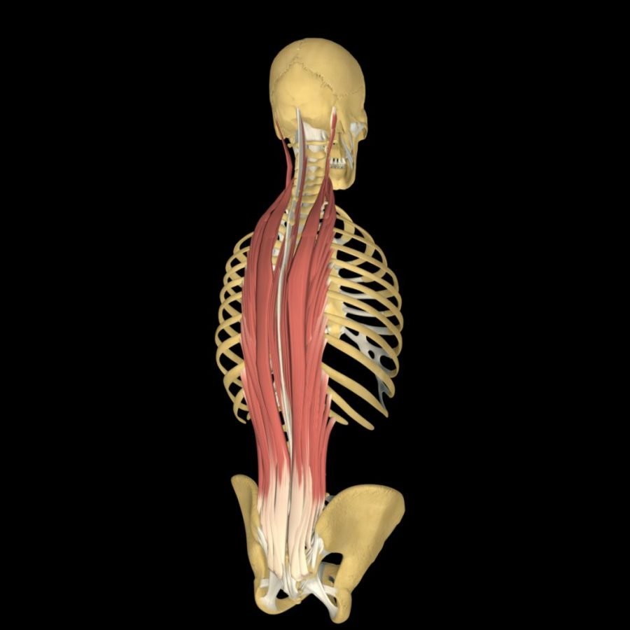 Musculus Erector Spinae анатомия