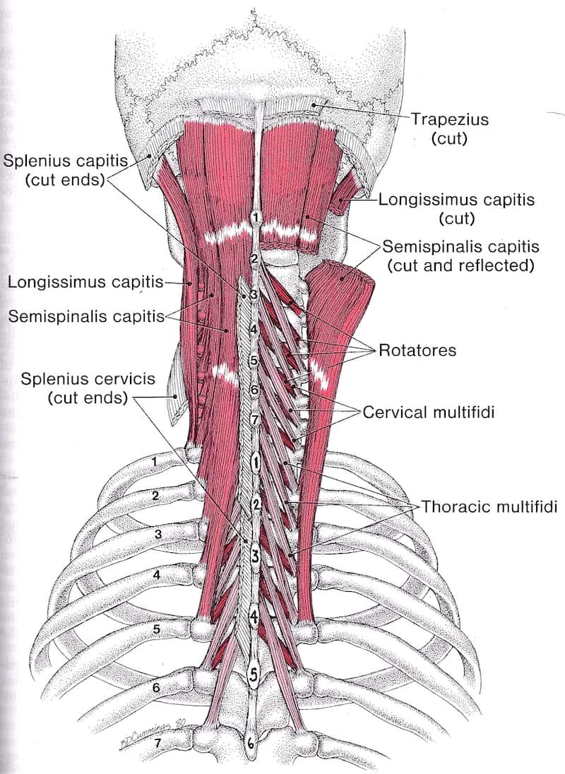 Erector Spinae мышца