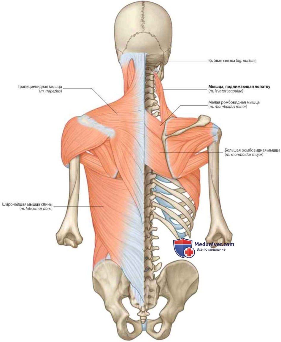 Поверхностные мышцы спины анатомия Федюкович