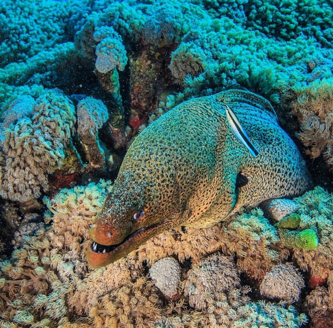 Рыбы красного моря мурена