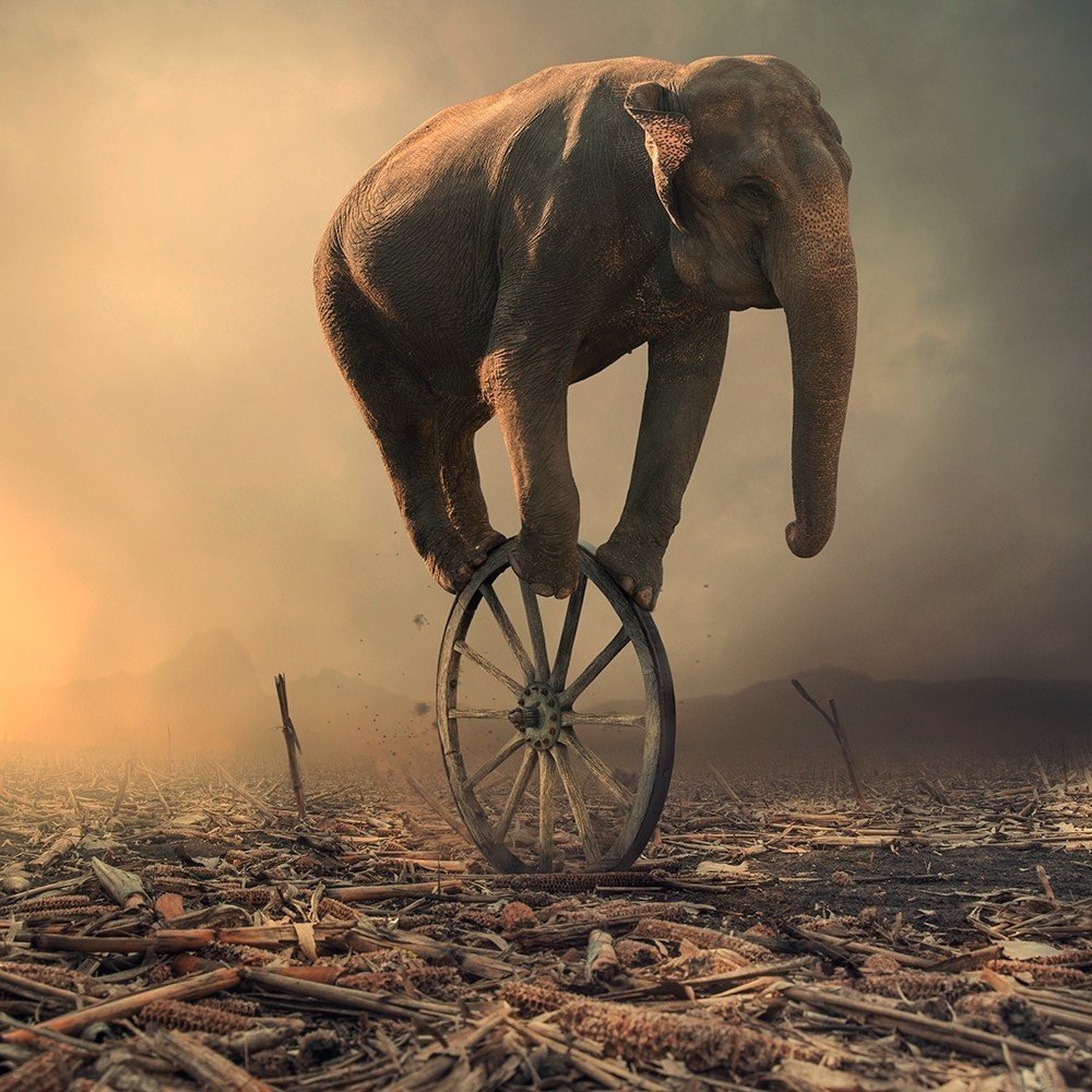 Слон на трехколесном велосипеде
