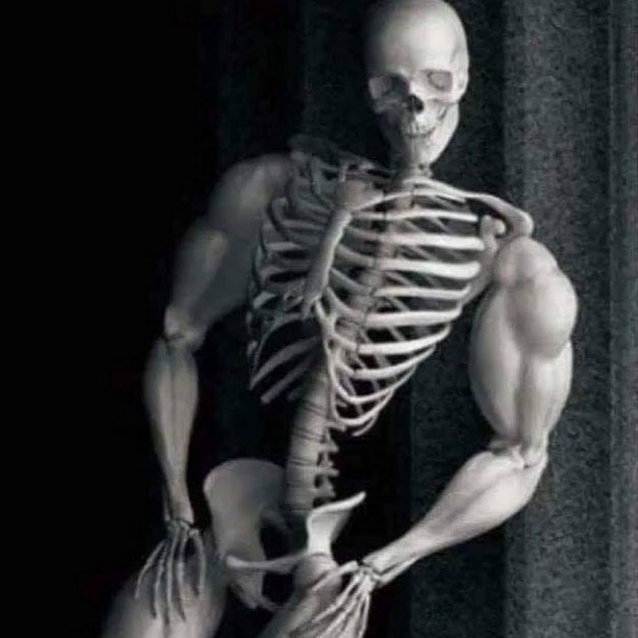 Мускулистый скелет