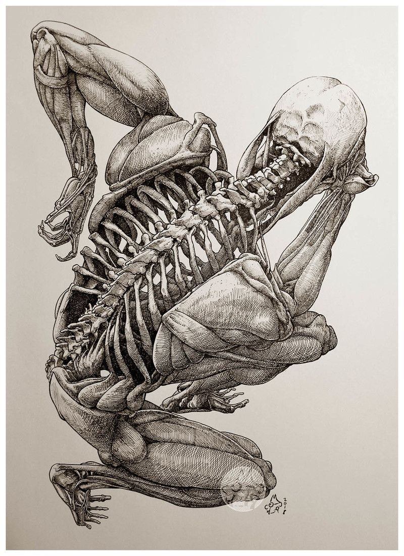 Анатомия человека мышцы 3д