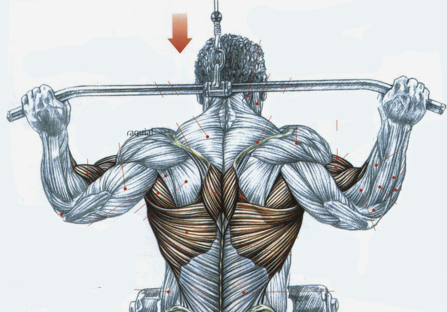 Вертикальная тяга на спину