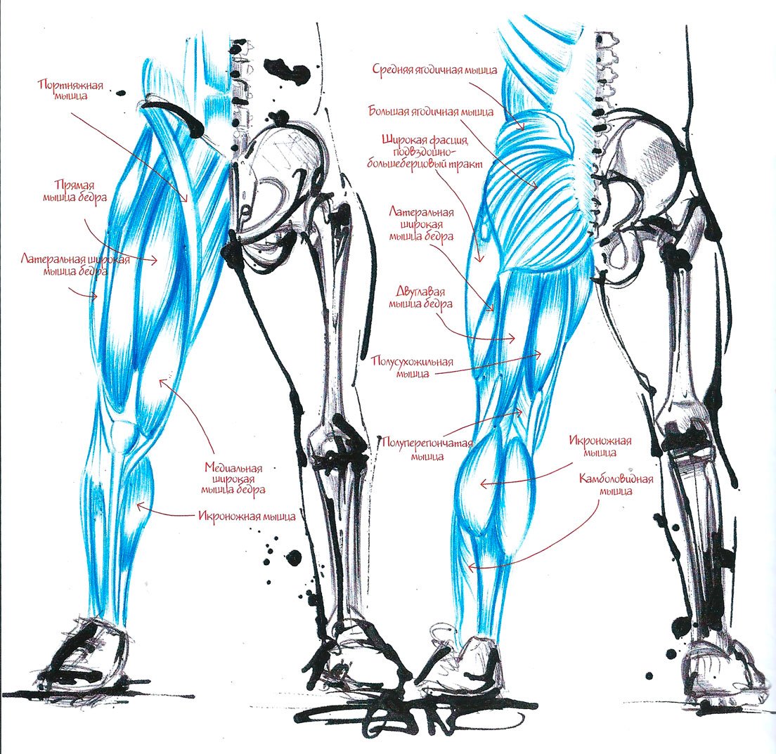 Мышцы бедра анатомия Синельников