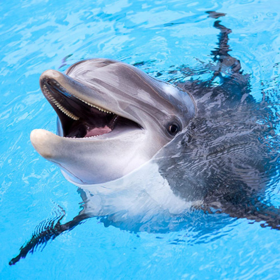 Дельфинарий в Пунта Кане