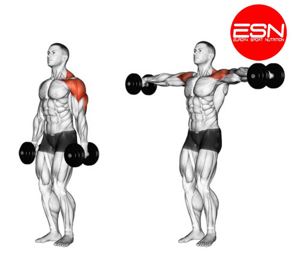 Махи (разведения) гантелями стоя