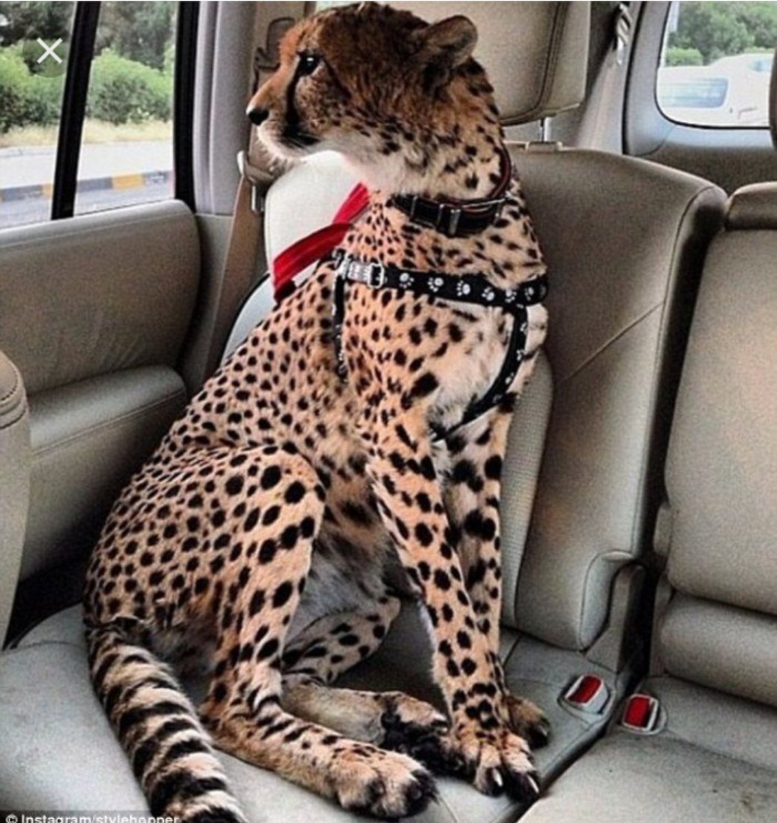 Леопард на машине принт