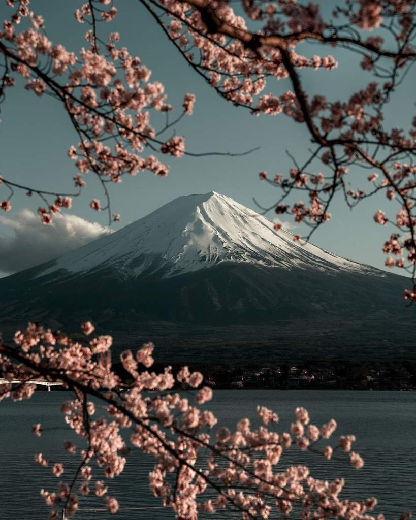 Гора Фудзияма и Сакура