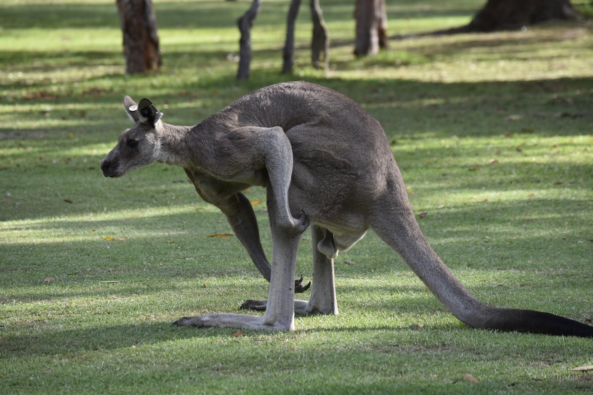Гигантские кенгуру в Австралии