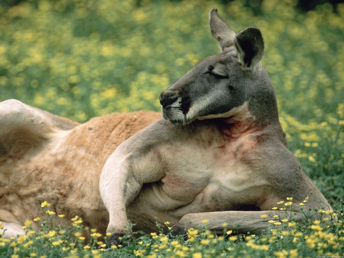 Королевский кенгуру