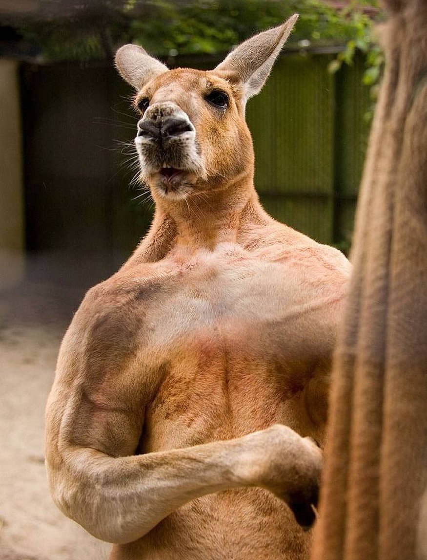 Красный кенгуру в Австралии