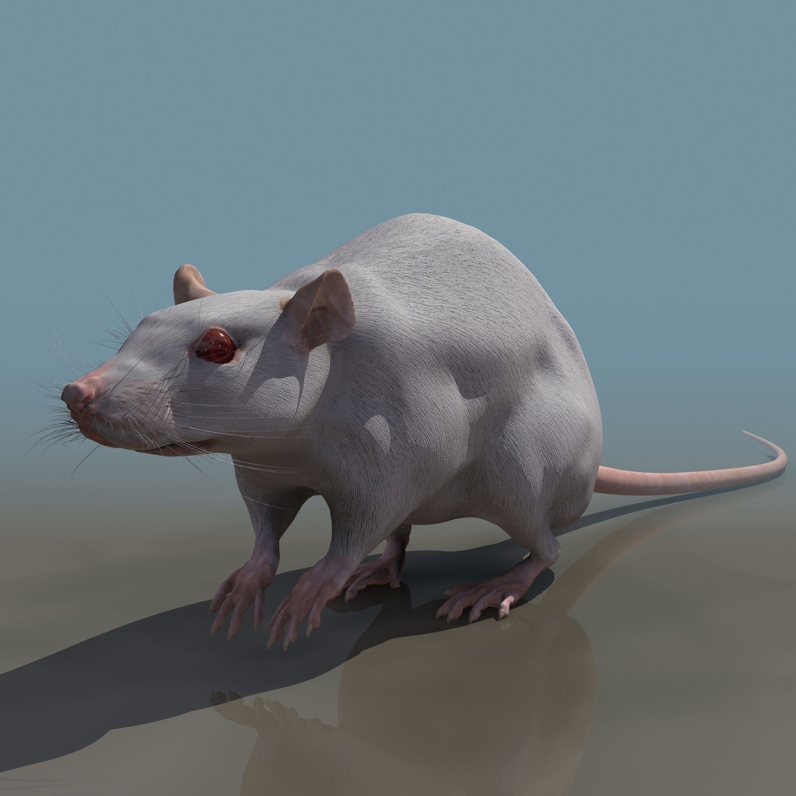 Модель крысы