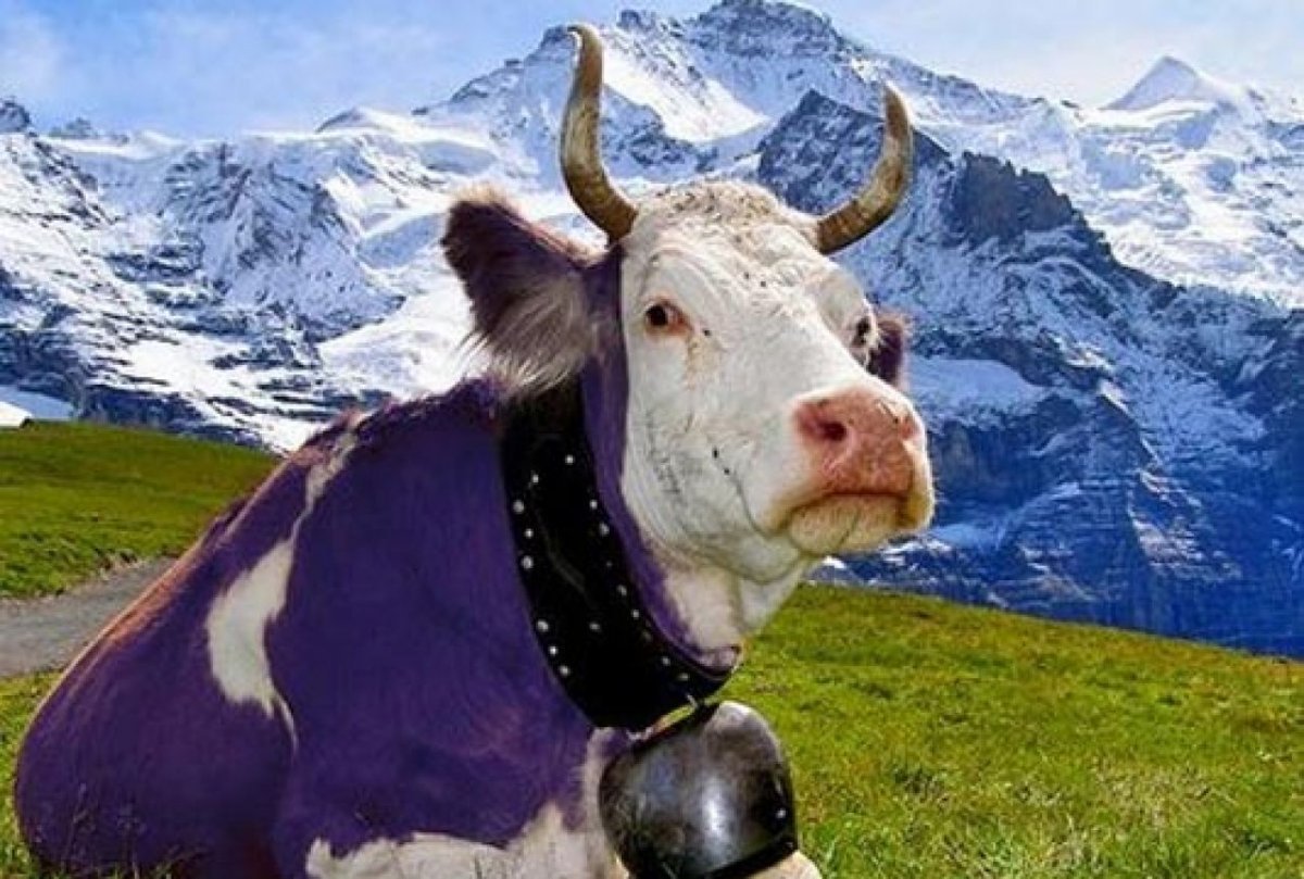Коровы во Франции