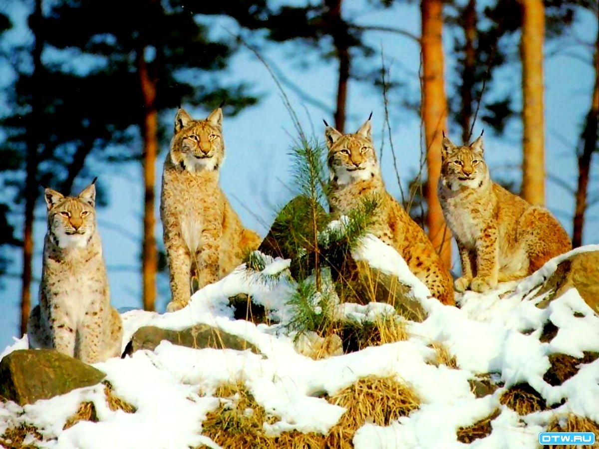 Обыкновенная Рысь Lynx Lynx