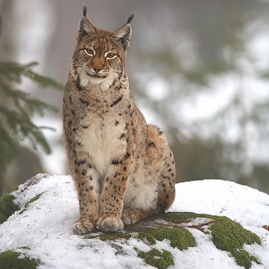 Рысь — Lynx Lynx