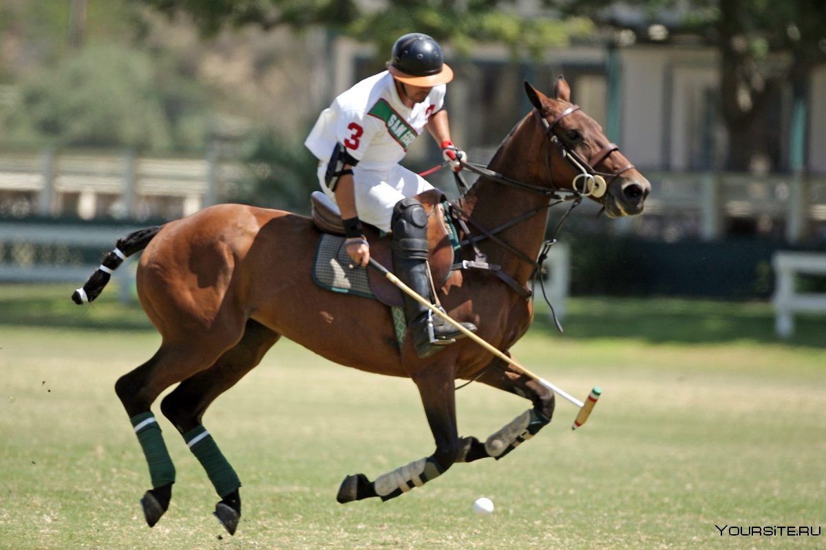 USPA Polo Horse Player Sport