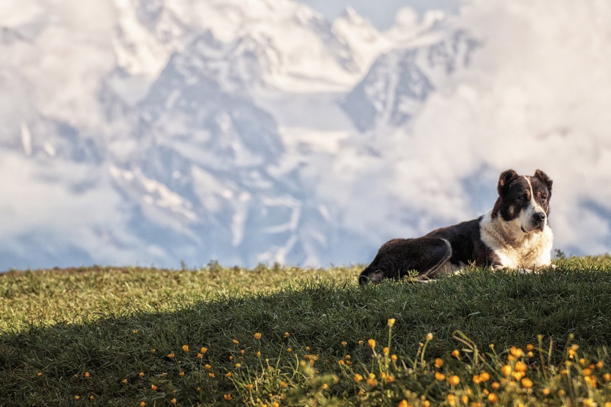 Пиренейская Горная собака горы Пиренеи